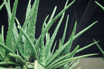 Fototapeta premium Aloe vera on black background