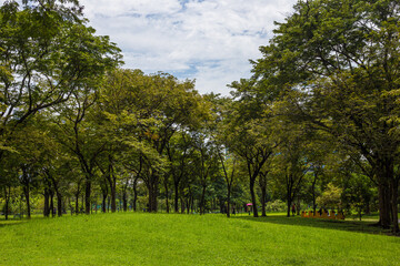 Obraz premium Green grass with tree forest in city park