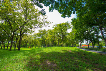 Fototapeta na wymiar Green grass with tree forest in city park