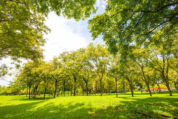 Green grass with tree forest in city park