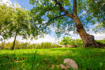 Green grass with tree forest in city park