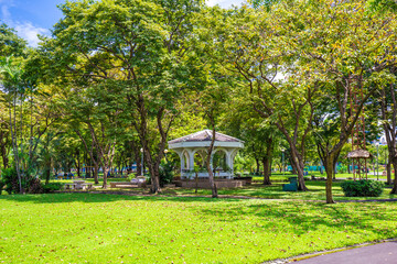 Green grass with tree forest in city park
