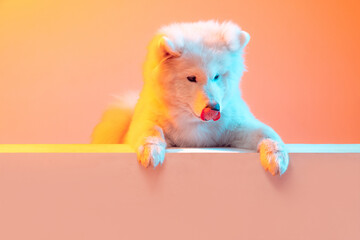 Half-length portrait of adorable cute white Samoyed dog posing isolated on orange color background...