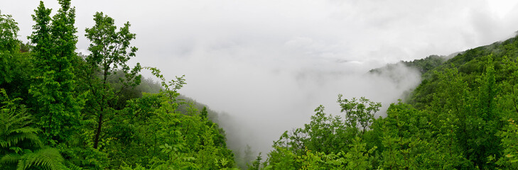 Fototapeta na wymiar Laubwald im Gebirge mit Nebelwolken, Zurim-Gebirge, Montenegro // Deciduous forest in the mountains with fog clouds, Zurim Mountains, Montenegro