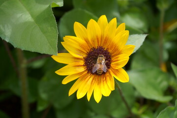 ひまわりの蜜を吸うミツバチ
