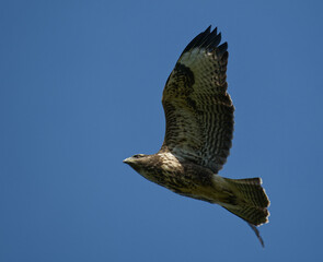 Buzzard flying on a clear day