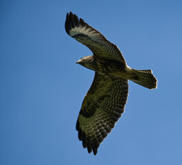 Buzzard flying on a clear day wings out