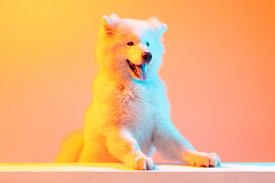 One beautiful fluffy white Samoyed dog playing isolated on orange color background in neon light. Concept of animal, pets, care, fashion, ad