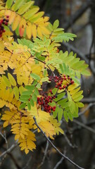 Canadian Indian summer tree