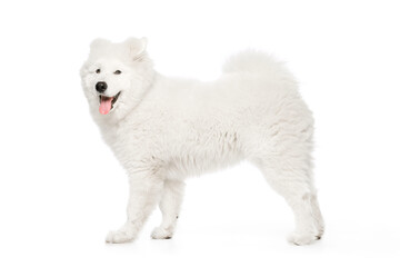 Naklejka na ściany i meble Portrait of breed dog, fluffy snow-white Samoyed husky isolated on white studio background. Concept of animal, pets, care, fashion, ad