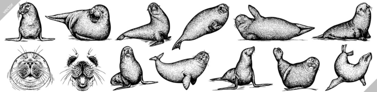 Vintage engrave isolated seal set illustration ink sketch. Sea lion background arctic vector art