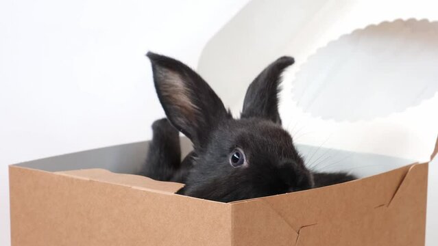 One small black rabbit sit and look out of pastry box isolated on white background. Hare is the symbol of 2023 by the eastern calendar. Holiday gift concept for Easter, Christmas, New Year. Cute pet.