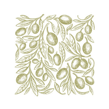 Olive background. Square print Vector green branch