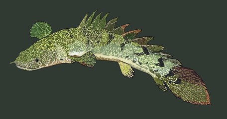 Drawing polypterus delhezi, exotic, art.illustration, vector