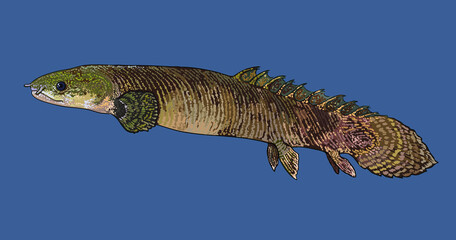Drawing polypterus mokelembembe, exotic, art.illustration, vector