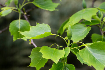 leaves of ornamental tree Liriodendron tulipifera in original form