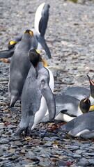 King penguins (Aptenodytes patagonicus) on the beach at Jason Harbor, South Georgia Island