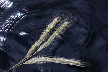 wheat ears on the dark sky background reflected in the water	