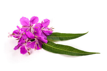 Naklejka premium Flowers and leaves of the medicinal plant ivan-tea (ivan-grass, kipreya, epilobium) on a white isolated background. Blank for the design, close-up. Traditional medicine.