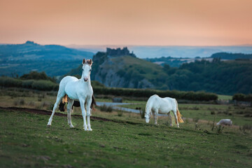 Ponies at Carreg Cennin Castle