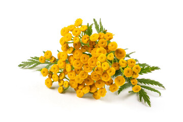 Flowers and leaves of the medicinal herb tansy on a white isolated background. Blank for the design, close-up. Traditional medicine.