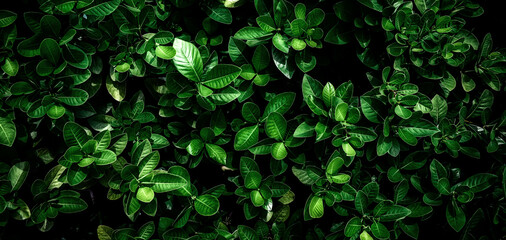 abstract stunning green leaf texture, tropical leaf foliage nature dark green background