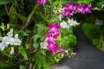 Colorful orchids in garden.