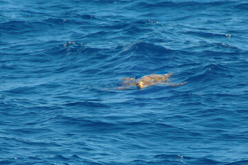 Fototapeta premium turtle in the sea