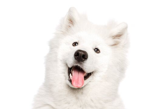 Closeup head of cute fluffy snow-white Samoyed husky isolated on white studio background. Concept of animal, pets, care, fashion, ad