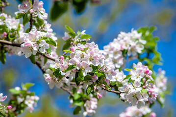 appletree blossom branch in the garden in spring

