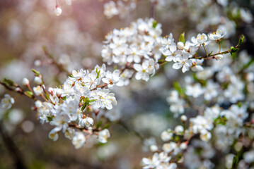 Cherry blossom branch in the garden in spring
