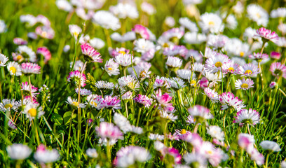 White small daisies blooming on grass background
