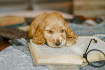 Love for pets. A puppy of a cocker spaniel lies on a bed with an open book.