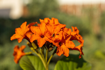 orange flower in autumn forest