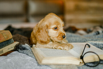 Love for pets. A puppy of a cocker spaniel lies on a bed with an open book.