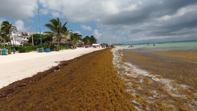 Low flying drone shot of a wide band of sargassum washed ashore by the Caribbean sea, preventing tourists from using a stretch of beach in Mexico.