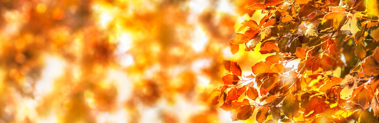 autumn leaves at the edge of empty blurred abstract nature background, golden october concept with copy space for fall season holidays