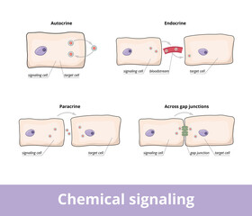 Chemical signaling. Common forms of chemical signaling between cells, including autocrine, gap junctions, paracrine and endocrine forms.