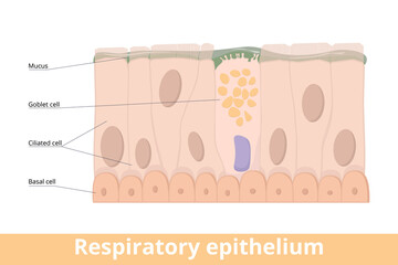Respiratory epithelium. A type of ciliated columnar epithelium found lining most of the respiratory tract as respiratory mucosa including goblet cell, basal and ciliated cells, mucus. - obrazy, fototapety, plakaty