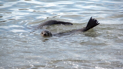 Fototapeta premium Antarctic fur seals (Arctocephalus gazella) swimming in the cove at Jason Harbor, South Georgia Island