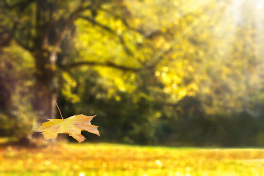 blurred autumn background with a close-up of a falling maple leaf in foreground, old tree in background, sunshine on golden october scene, nature concept with copy space