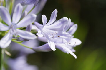 Fototapeta premium close up of a purple flower