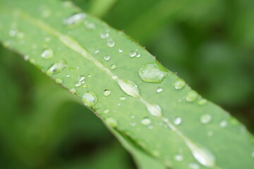 leaf with drops