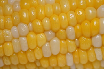 close up of corn