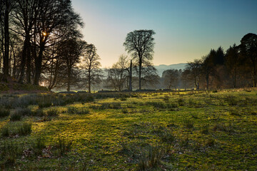 Silhouetted trees stand still as the setting sun picks out detail on the rush strewn pasture on the west coast of Scotland. Argyll