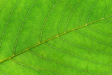 Macro photography of leaf captured with light source behind, transmitted light showing structures of leaf skeleton. Good for background.