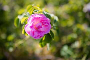 Rose festival time in Kazanluk Bulgaria