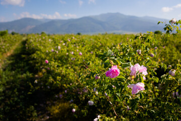 Obraz premium Rose festival time in Kazanluk Bulgaria
