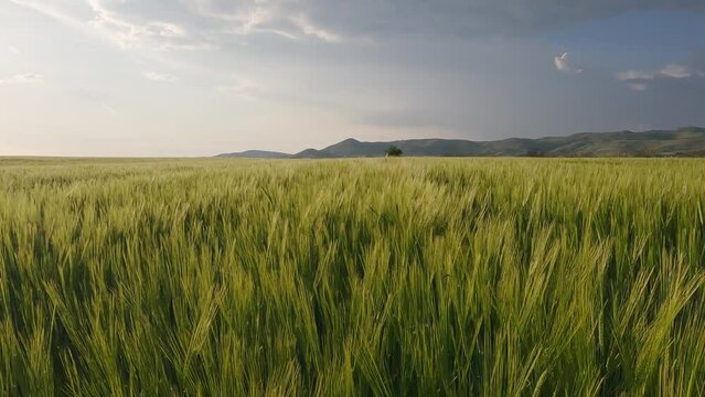 Pov of farmer moving on rice agriculture field checking the maturity of ears