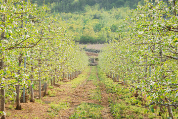 Fototapeta na wymiar The Apple Garden on a Spring Day